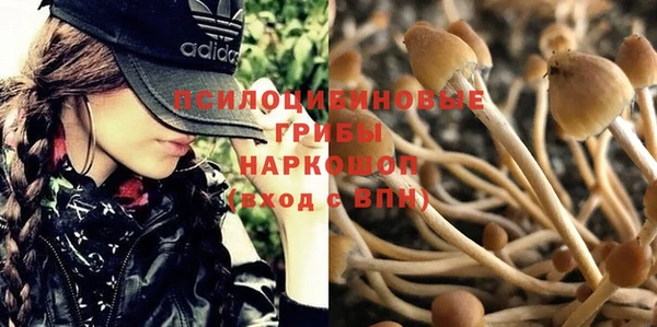 трава Белокуриха